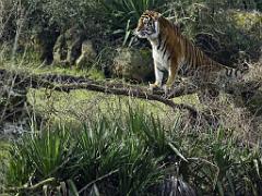 149 BIO PARC DE DOUE LA FONTAINE 3- 2016_000008
